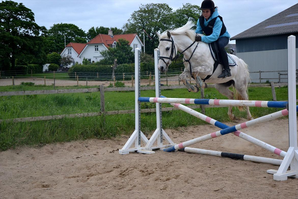 Anden særlig race Cedric Vasseur - springpony!<3 billede 15