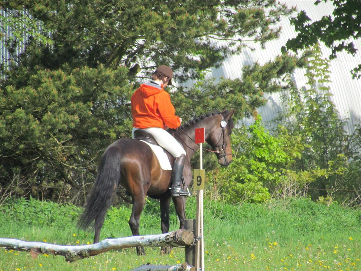 Dansk Varmblod Lærkegaardens Lazette - Military i Kragelund. Rytter Brit billede 8