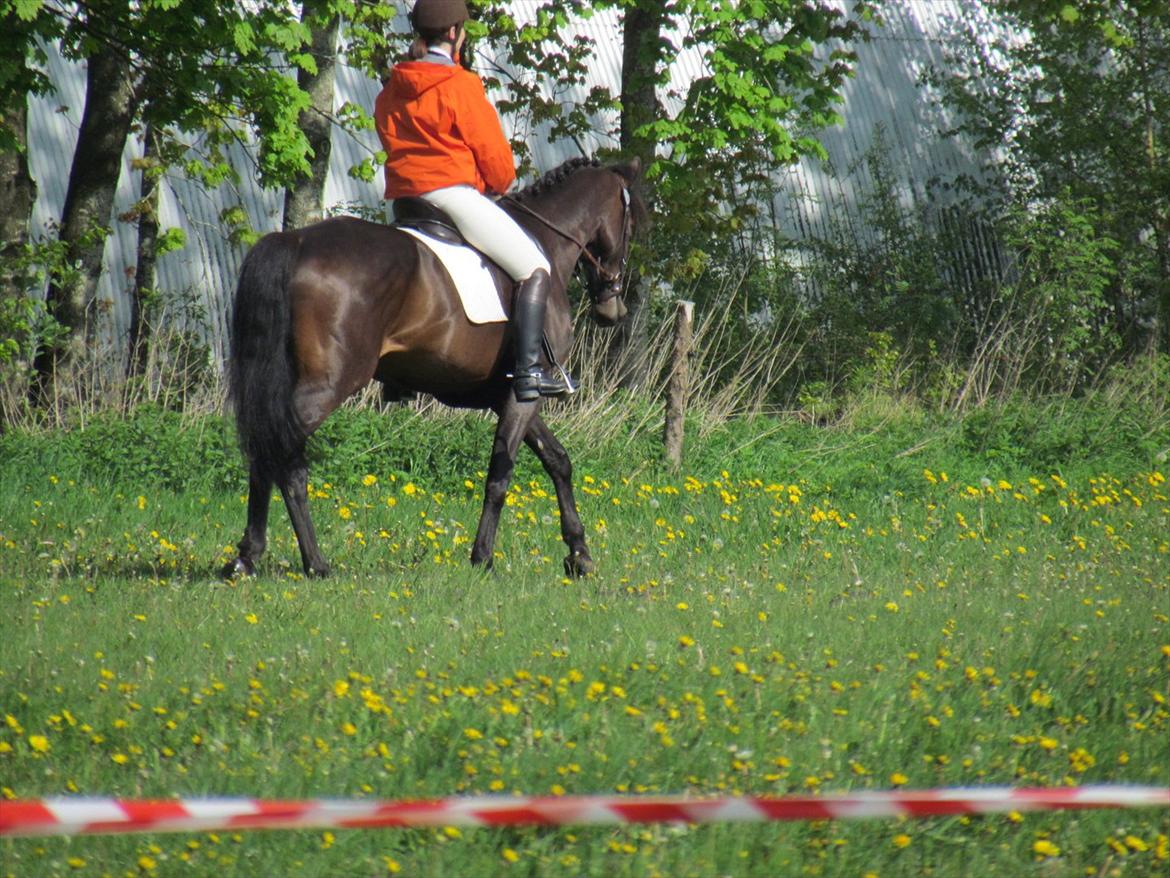 Dansk Varmblod Lærkegaardens Lazette - Military i Kragelund. Rytter Brit billede 9
