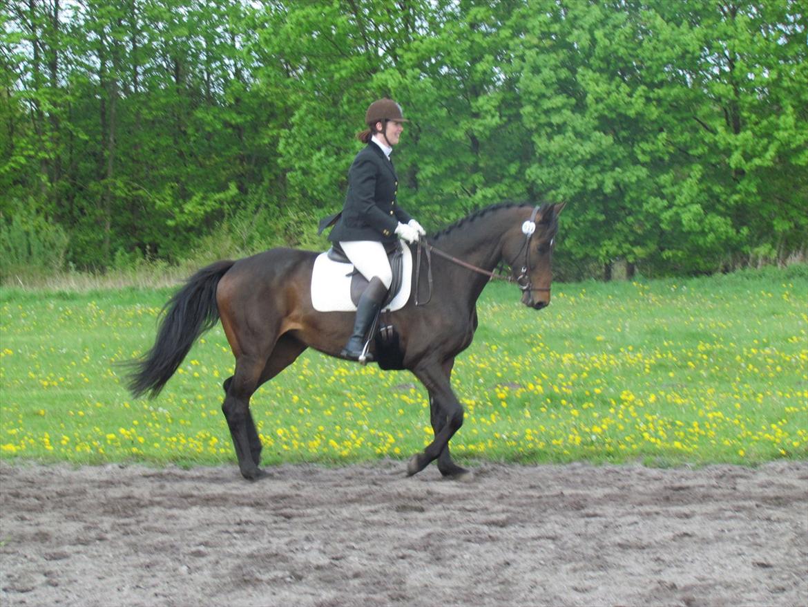 Dansk Varmblod Lærkegaardens Lazette - Military i Kragelund. Rytter Brit billede 11