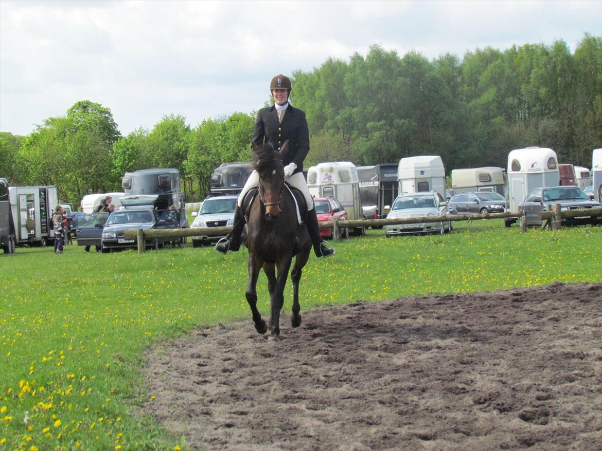 Dansk Varmblod Lærkegaardens Lazette - Military i Kragelund. Rytter Brit billede 12
