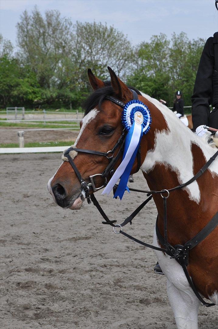 Pinto Hidalgo - FMR 19.05.12 :-)<3 billede 4