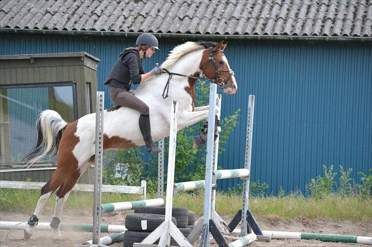 Pinto Hidalgo - Blev siddende! :-P Foto: Simone Toft billede 14