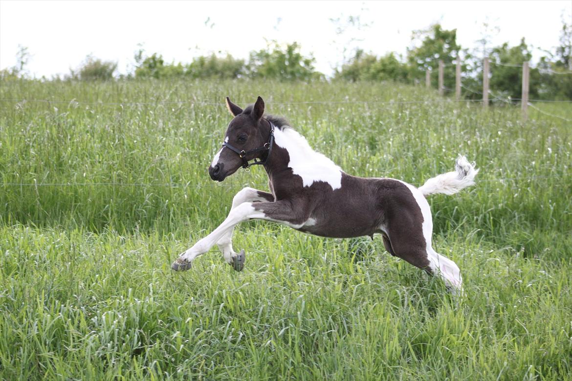 Pinto Moesgaards Baloo. - Første fold- tur, 31. maj 2012.. billede 7