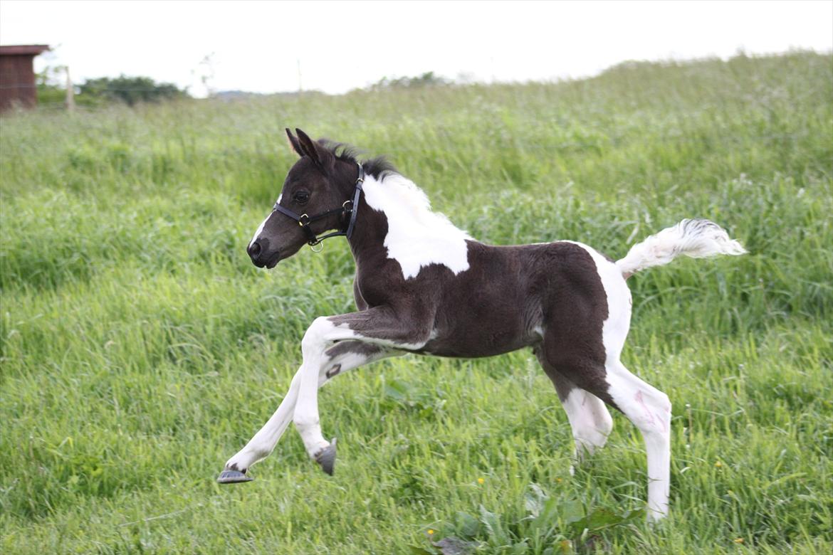 Pinto Moesgaards Baloo. - Første fold- tur, 31. maj 2012. billede 8