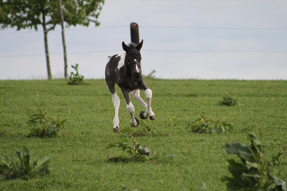 Pinto Moesgaards Baloo. - Første fold- tur, 31. maj 2012. billede 11