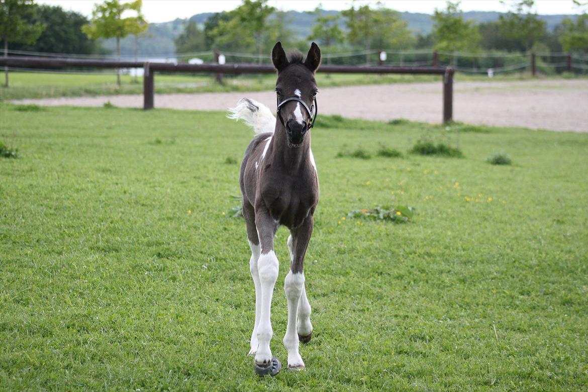 Pinto Moesgaards Baloo. - Første fold- tur, 31. maj 2012. billede 13