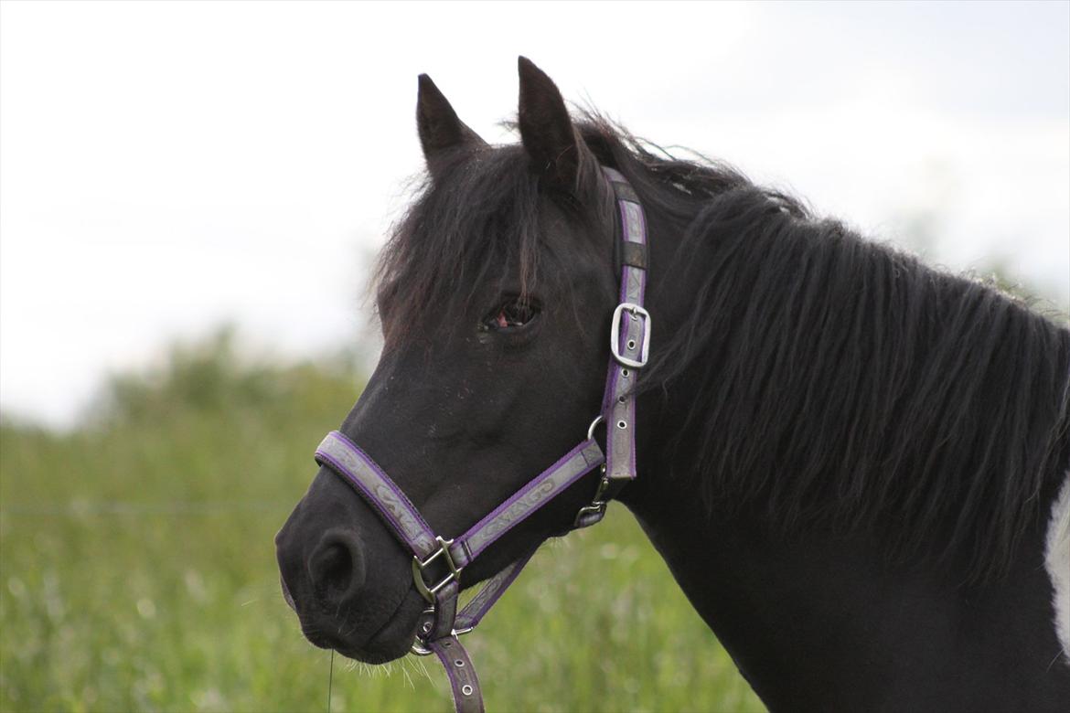 Pinto Mon Ami. - 6) 31. maj 2012. Foto: Natascha Jensen. billede 7