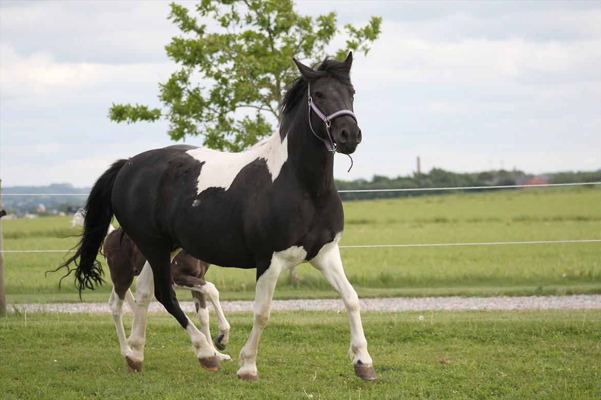 Pinto Mon Ami. - 4) 31. maj 2012. Foto: Natascha Jensen. billede 5