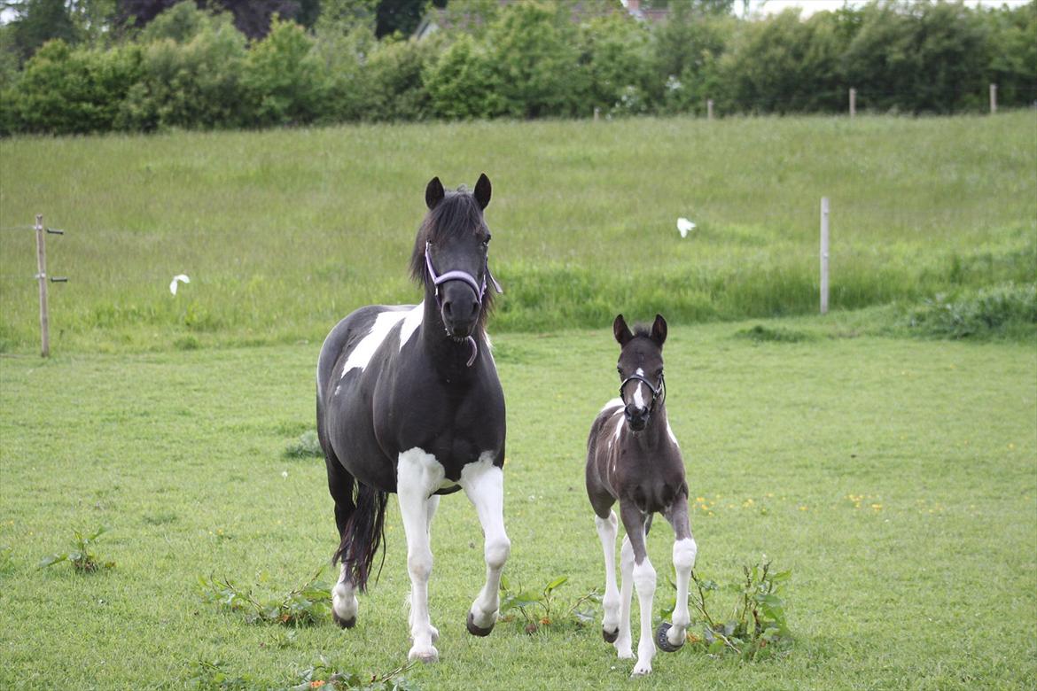 Pinto Mon Ami. - På fold for første gang med sin søn, Baloo. 31. maj 2012. :-)
Foto: Natascha Jensen. billede 13