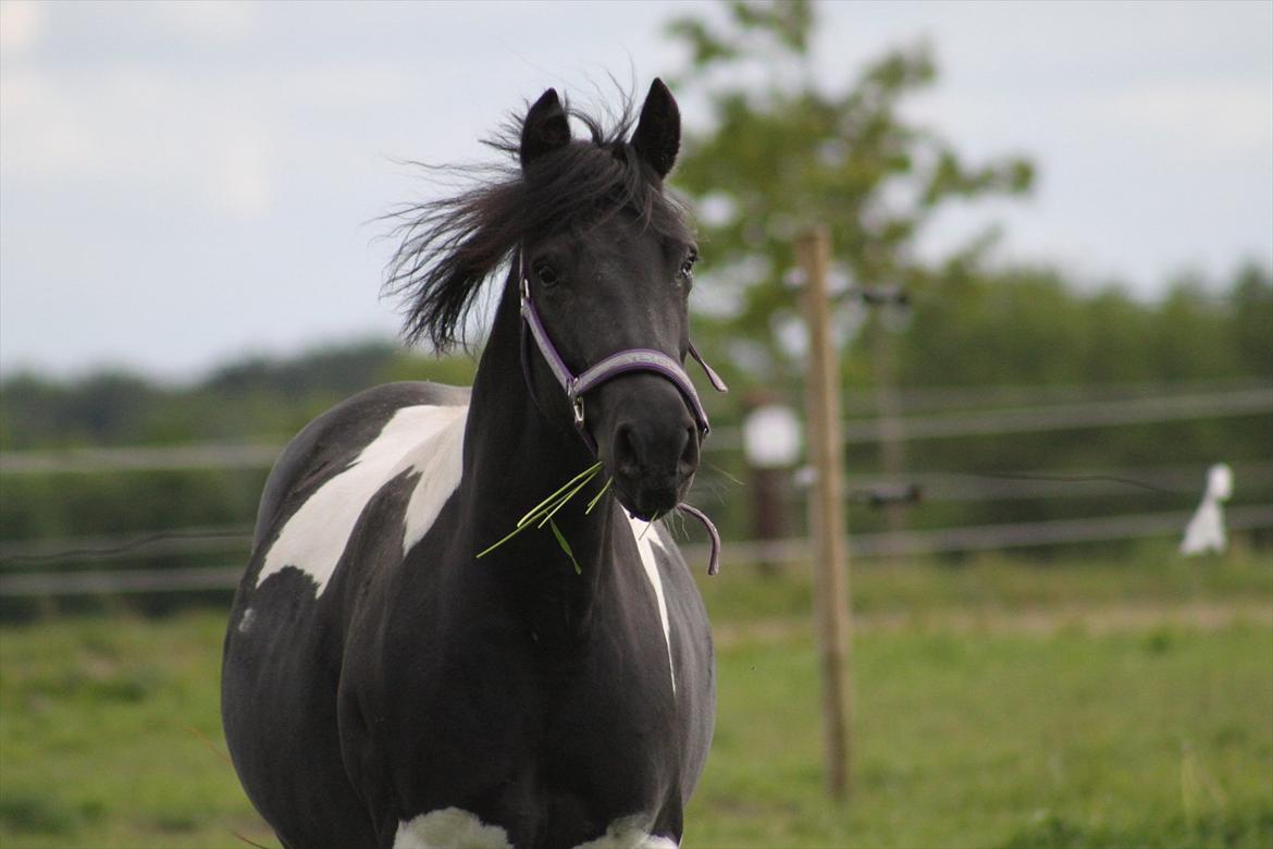 Pinto Mon Ami. - 1) Velkommen til Mon Ami's profil.
31. maj 2012. Foto: Natascha Jensen. billede 2