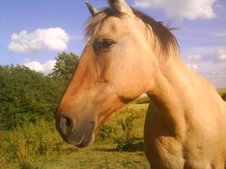 Anden særlig race Tikka - Velkommen til tikka's smukke profil jeg elsker dig skat <3 billede 1