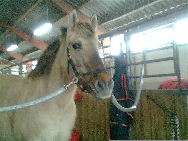 Anden særlig race Tikka - Da hun stod i børkop <3

Jeg havde haft hende i 5 måneder <3 billede 10