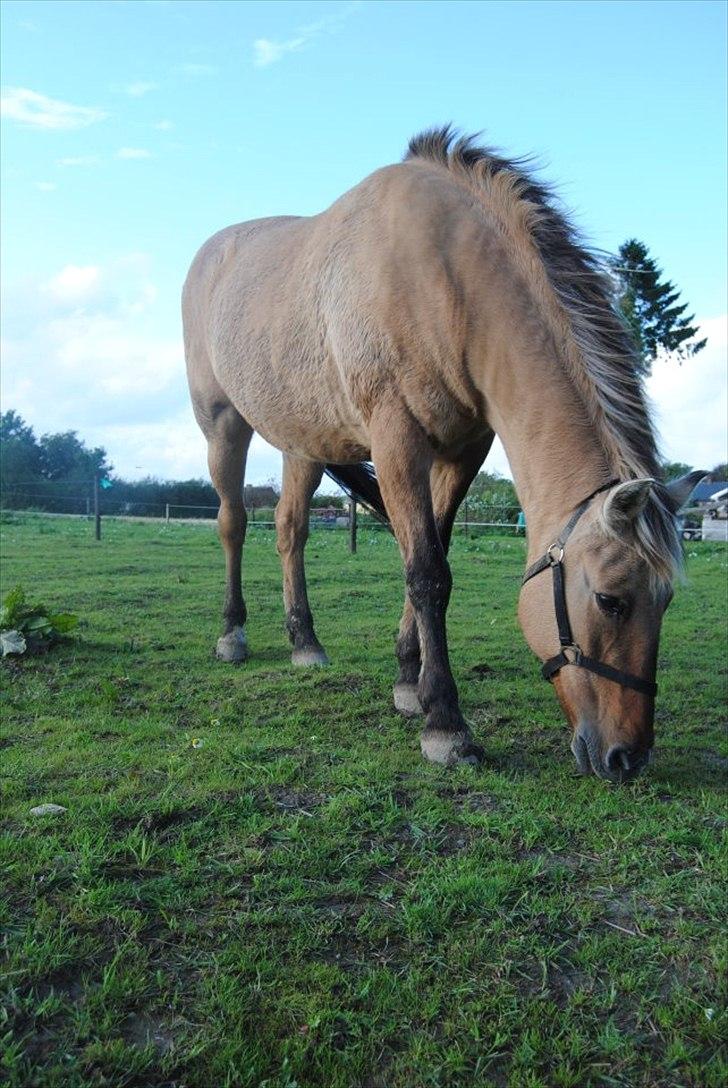 Anden særlig race Tikka billede 11