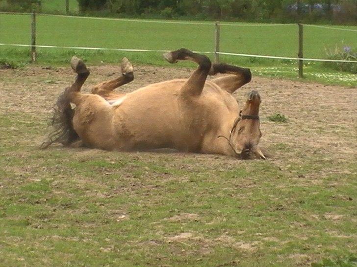 Anden særlig race Tikka billede 13