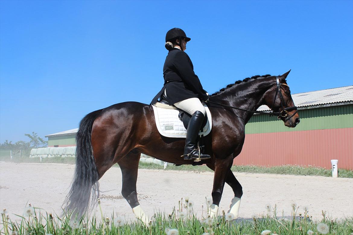 Hannoveraner Legend Crusador billede 1