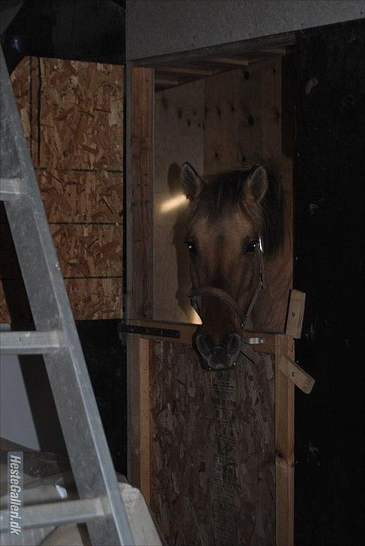 Anden særlig race Tikka billede 15