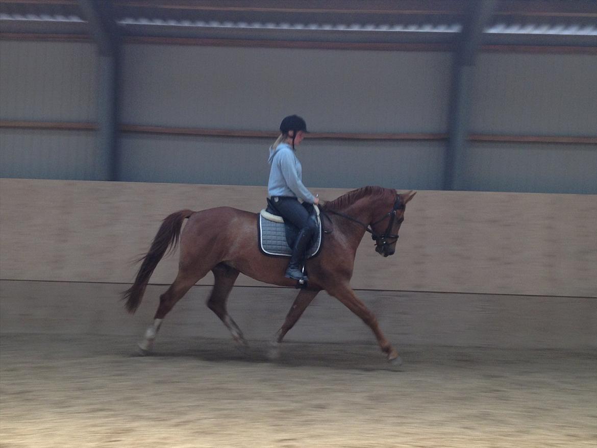 Anden særlig race Charlatan <3 - Femte gang jeg rider Charlatan, efter at han har været to måneder i tilridning ved Pernille Frederiksen. Hun har bare gjort et fantastisk stykke arbejde med ham! :-D billede 11