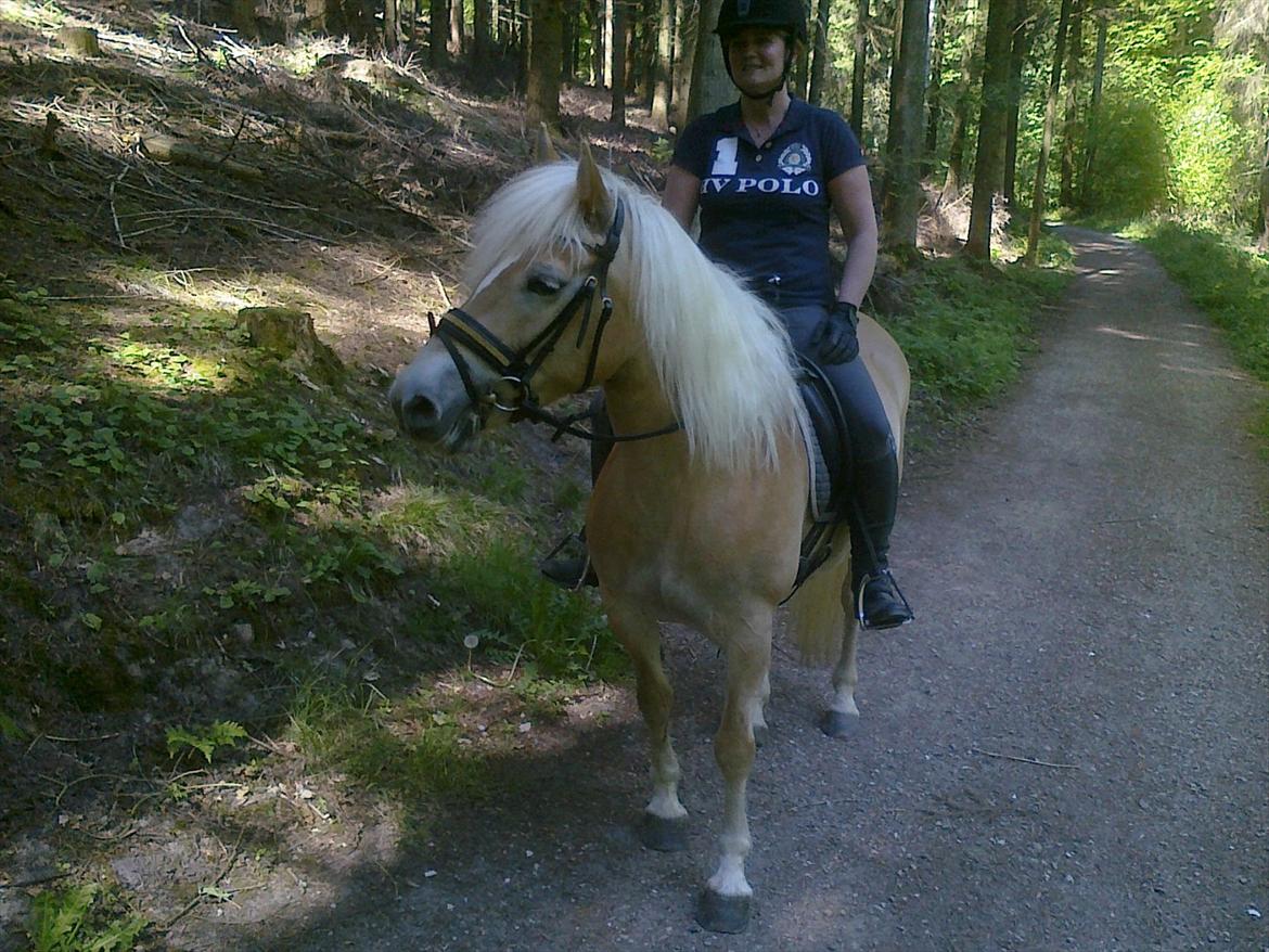 Haflinger Wictoria Sandagergaard (Solgt) billede 2