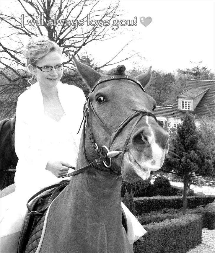 Anden særlig race Lise (DK) | Tidl. lånehest | R.I.P. billede 11