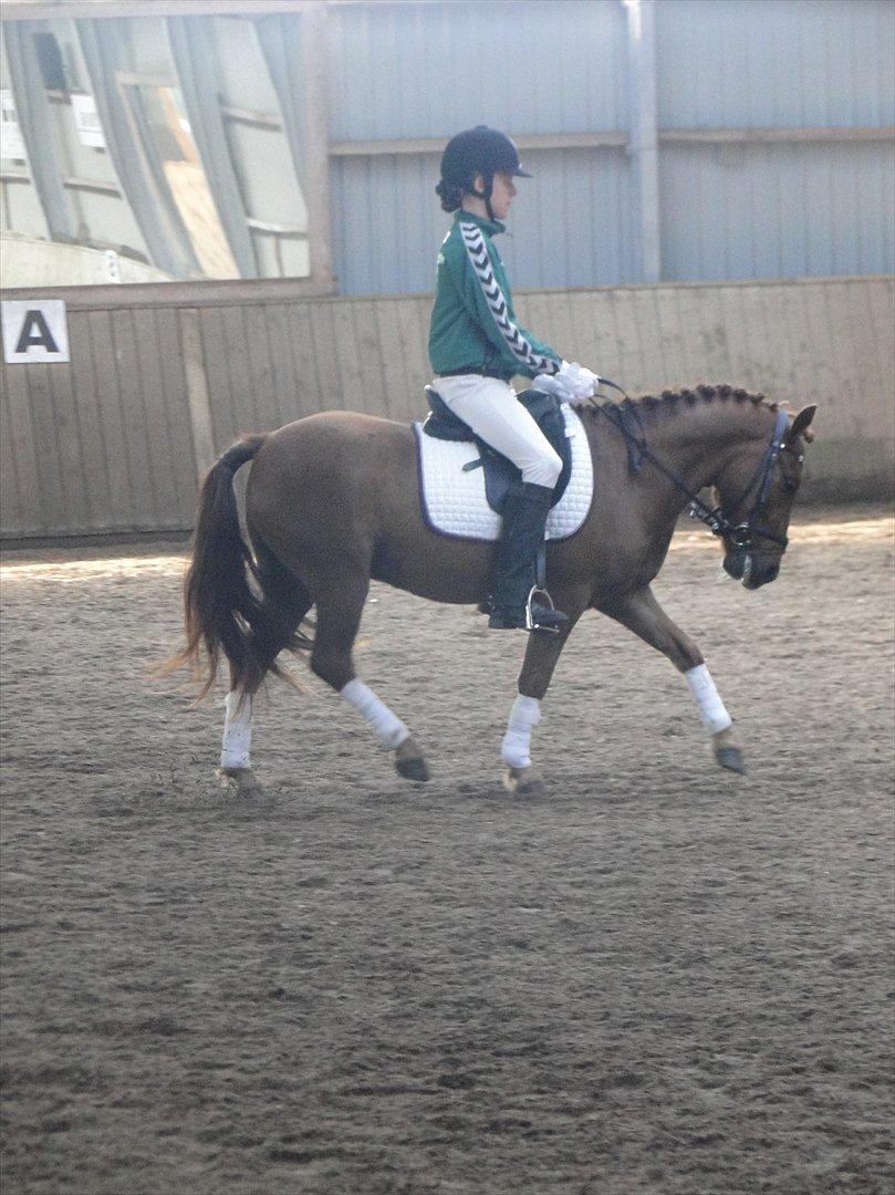 Anden særlig race Alvin [Trickspony] - Velkommen til Alvin's profil! Lig gerne en kommentar og bedømelse... billede 1