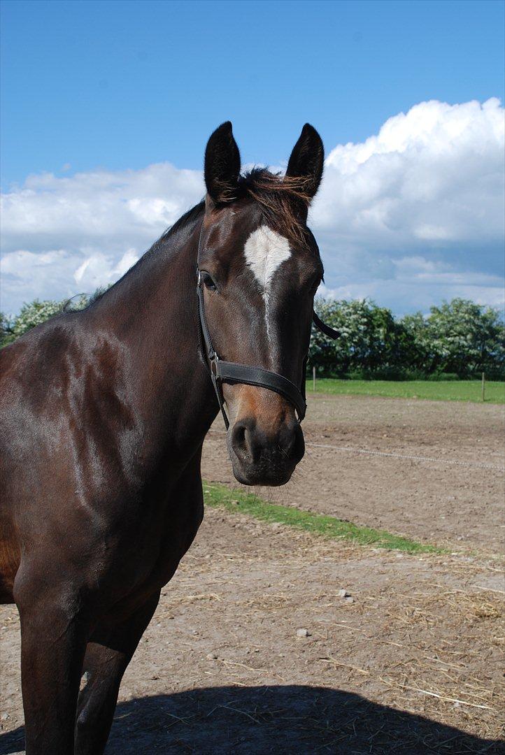 Oldenborg Labell billede 9
