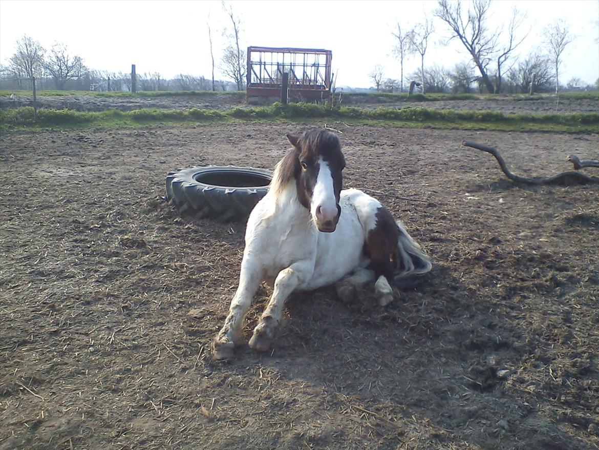 Anden særlig race Plet...<33 billede 17