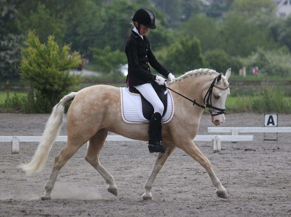 Welsh Pony af Cob-type (sec C) Rosengårdens Nakuma - 18# Louise & Nakuma i en LA2 som de vandt med 69%! Maj 2012. Foto: Mig billede 18