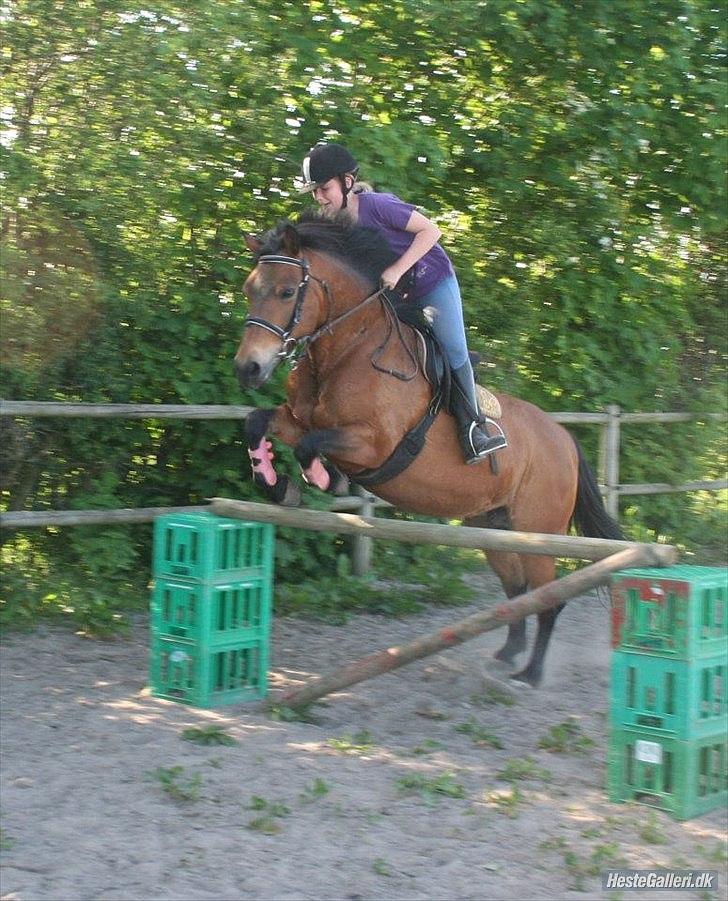 Anden særlig race • S.G.S. MISS BROWN • - Da jeg prøvede hende - maj 2012 billede 9