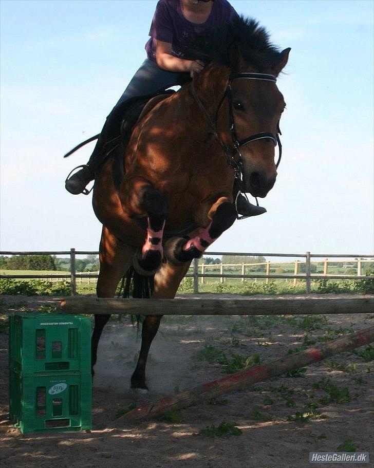 Anden særlig race • S.G.S. MISS BROWN • - Da jeg prøvede hende - maj 2012 billede 10
