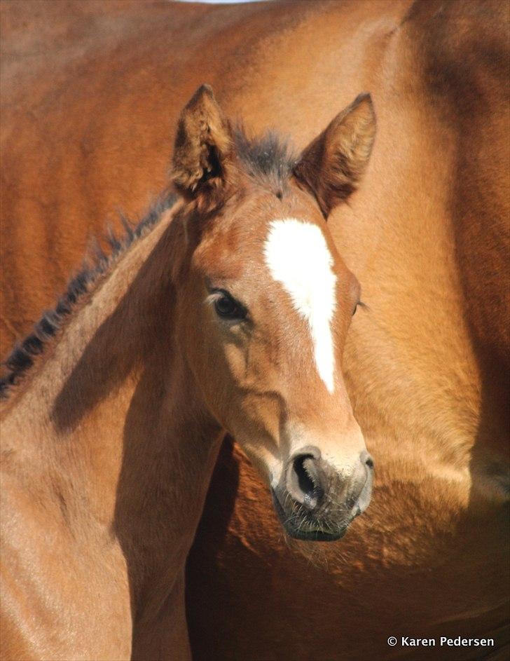 Dansk Varmblod Skovly's Waterloo billede 1