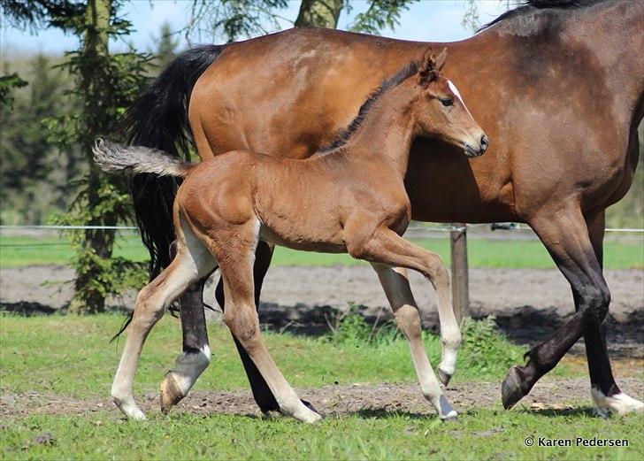 Dansk Varmblod Skovly's Waterloo billede 2
