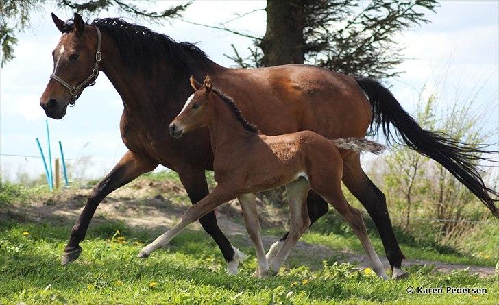 Dansk Varmblod Skovly's Waterloo billede 3