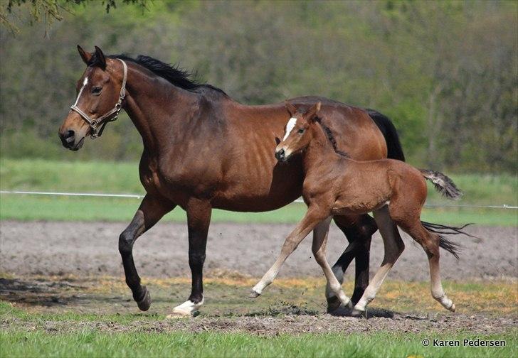 Dansk Varmblod Skovly's Waterloo billede 4