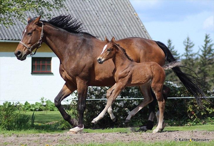 Dansk Varmblod Skovly's Waterloo billede 5