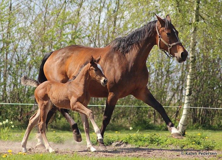 Dansk Varmblod Skovly's Waterloo billede 6