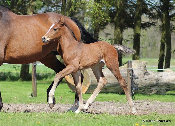 Dansk Varmblod Skovly's Waterloo billede 7