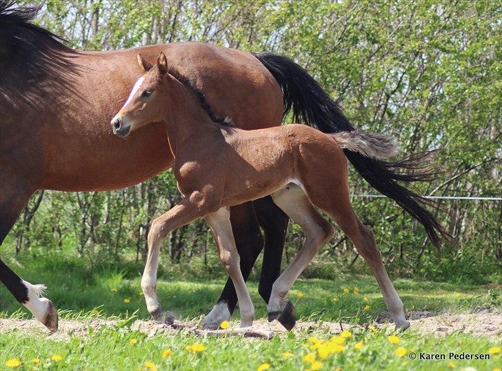 Dansk Varmblod Skovly's Waterloo billede 8