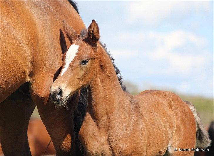 Dansk Varmblod Skovly's Waterloo billede 9