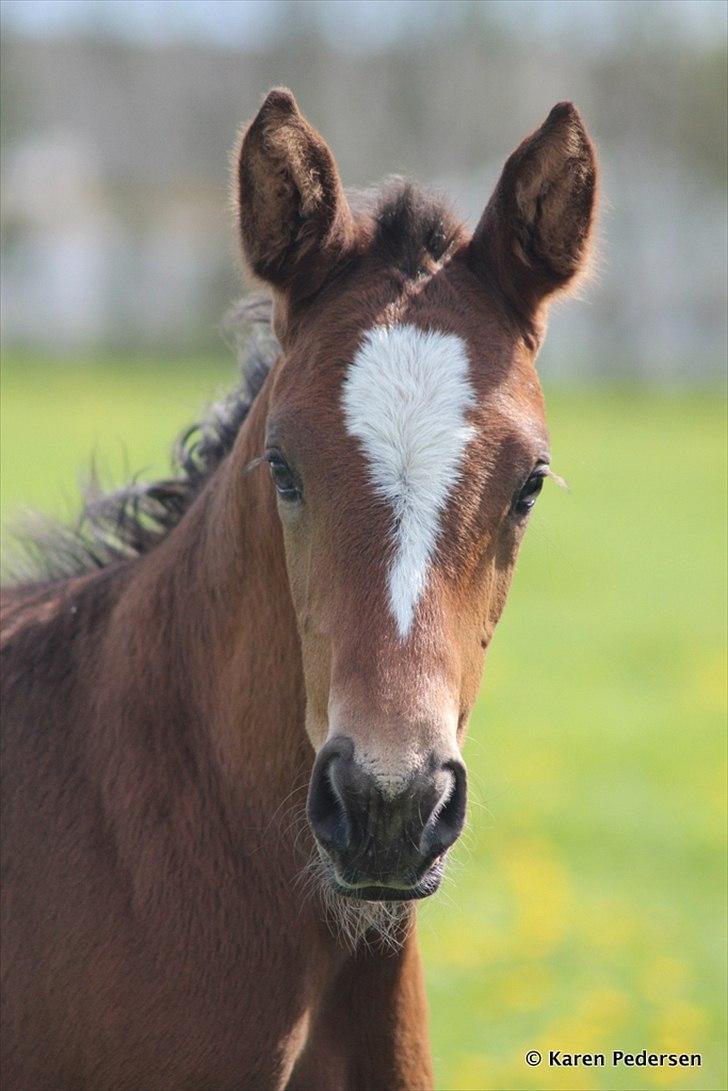 Dansk Varmblod Skovly's Waterloo billede 10