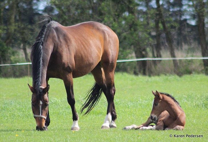 Dansk Varmblod Skovly's Waterloo billede 11