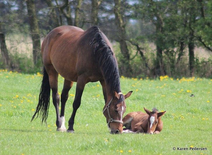 Dansk Varmblod Skovly's Waterloo billede 12