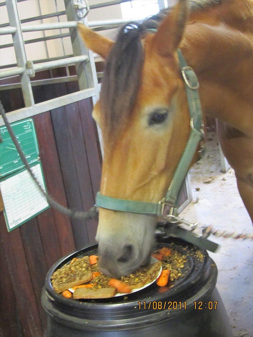 Anden særlig race Don Vito <3 Min gammle pony<3 billede 17