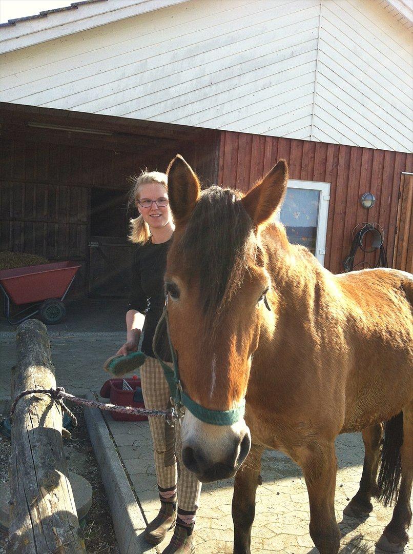 Anden særlig race Don Vito <3 Min gammle pony<3 billede 18