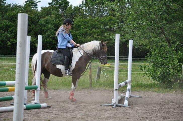 Pinto Angeliqe - Skal man, skal man ikke? billede 4