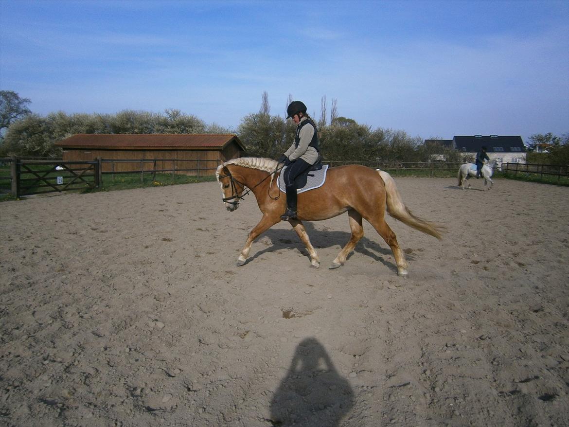 Haflinger Fiona solgt billede 6