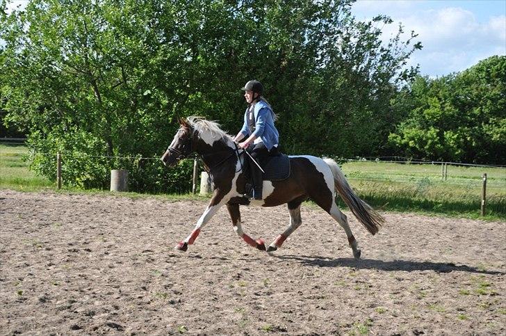 Pinto Angeliqe - Seee jeg kan flyve! billede 5