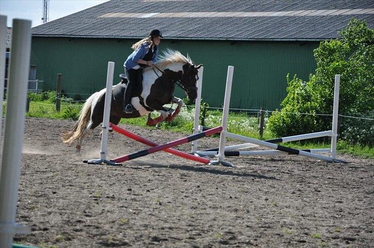 Pinto Angeliqe billede 6