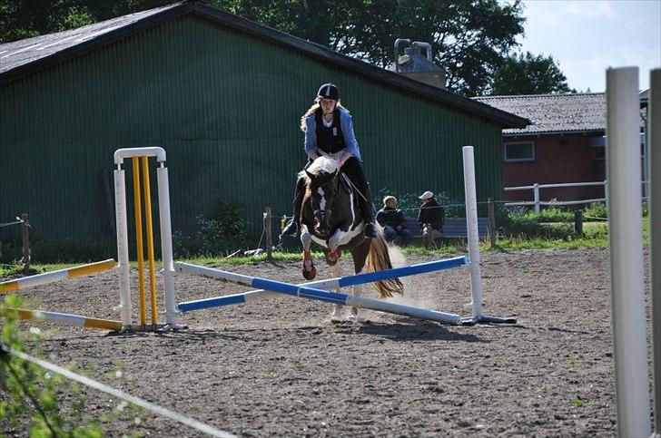 Pinto Angeliqe billede 7