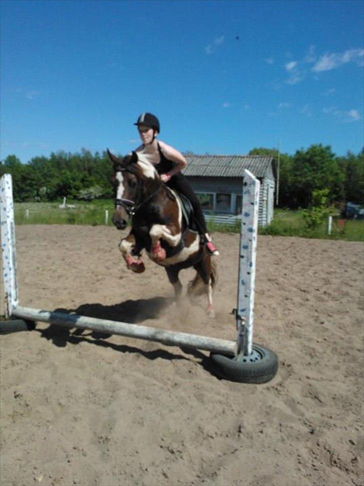 Pinto Angeliqe - Hop lille pony HOP! billede 8